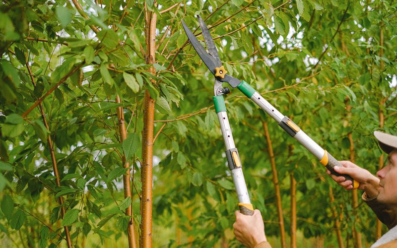 Tree trimming in Gorham, IL