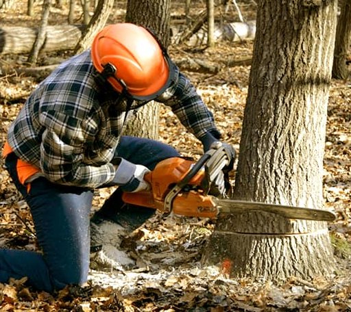 Tree Removal in Gorham, IL